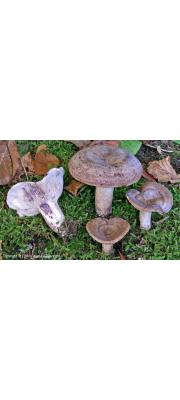 잿빛젖버섯 (Lactarius violascens (Otto) Fr.)