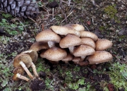 땅비늘버섯 (Pholiota terrestris Overh.)
