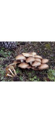 땅비늘버섯 (Pholiota terrestris Overh.)