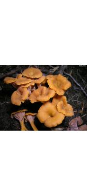 살구꾀꼬리버섯 (Cantharellus ignicolor Petersen)