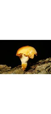 검은발구멍장이버섯 (Polyporus melanopus (Pers.) Fr.)