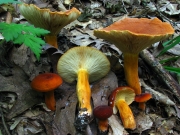 배젖버섯 (Lactarius volemus (Fr.) Fr.)