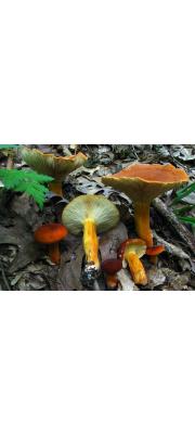 배젖버섯 (Lactarius volemus (Fr.) Fr.)