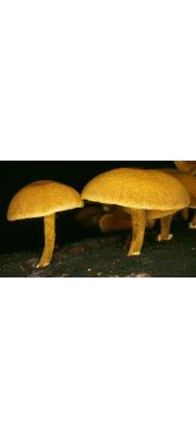 제주비늘버섯(큰머리비늘버섯) (Pholiota tuberculosa (Schaeff.) P. Kumm.)