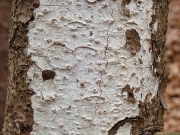 왁스막질버섯 (Exidiopsis calcea Wells)