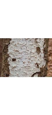 왁스막질버섯 (Exidiopsis calcea Wells)