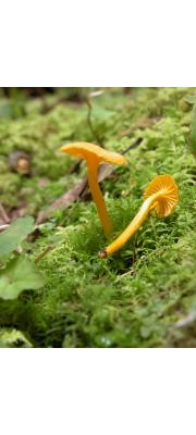 애기꾀꼬리버섯 (Cantharellus minor Peck)