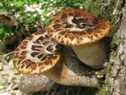 구멍장이버섯(털구멍장이버섯) (Polyporus squamosus (Huds.) Fr. > Polyporellus squamosus (Huds.) Polyporus Karst.)