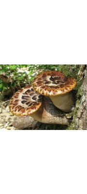 구멍장이버섯(털구멍장이버섯) (Polyporus squamosus (Huds.) Fr. > Polyporellus squamosus (Huds.) Polyporus Karst.)