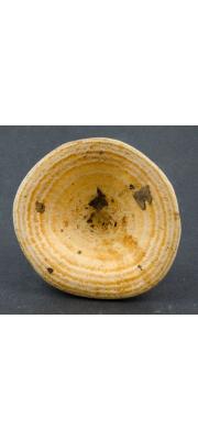 큰테젖버섯 (Lactarius yazooensis Hesler &amp; A.H. Sm.)
