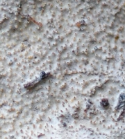 미세돌기목이 (Heterochaete delicata (Kl. ex Berk.) Bres.)