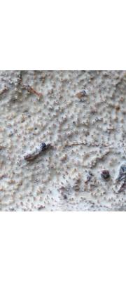 미세돌기목이 (Heterochaete delicata (Kl. ex Berk.) Bres.)