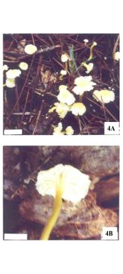 색바랜작은꾀꼬리버섯 (Cantharellus minor f. pallid D. H. Cho)