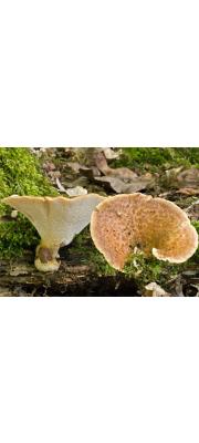 결절구멍장이버섯(결절벌집버섯) (Polyporus tuberaster (Jacq. ex Pers.) Fr. > Favolus baucheanus)