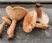 당귀젖버섯아재비(고리무늬젖버섯) (Lactarius zonarius (BulLactarius) Fr.)