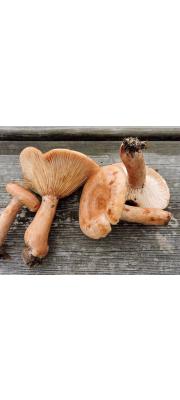 당귀젖버섯아재비(고리무늬젖버섯) (Lactarius zonarius (BulLactarius) Fr.)