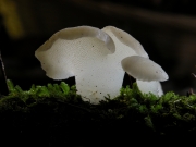 혓바늘목이 (Pseudohydnum gelatinosum (Scop.) P. Karst.)