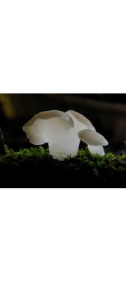 혓바늘목이 (Pseudohydnum gelatinosum (Scop.) P. Karst.)