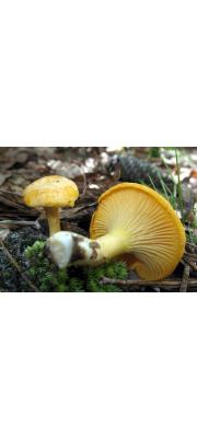 북방꾀꼬리버섯 (Cantharellus septentrionalis A.H. Sm.)