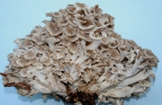저령 (Polyporus umbellatus (Pers.) Fr. > Dendropolyporus umbellatus (Pers.) Jül.)