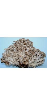 저령 (Polyporus umbellatus (Pers.) Fr. > Dendropolyporus umbellatus (Pers.) Jül.)