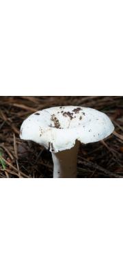 흰털젖버섯(털젖버섯아재비, 노란주름젖버섯) (Lactifluus  subvellereus (Peck) Nuyt. > Lactarius subvellereus Peck > Lactarius subvellereus var. subdistans Hesl. &amp; Sm.)