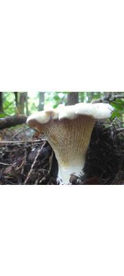흰꾀꼬리버섯아재비(노란꾀꼬리버섯) (Cantharellus subalbidus A. H. Sm.)
