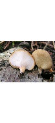 노란대구멍장이버섯(노란겨울우산버섯) (Polyporus varius (Pers.) Fr. > Polyporellus elegans (Bull.) P. Karst.)