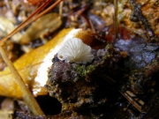 치마털젖버섯(흰귀젖버섯, 맑은젖버섯) (Lactifluus uyedae (Singer) Verbeken > Lactifluus  uyedae Sing.)