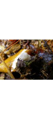 치마털젖버섯(흰귀젖버섯, 맑은젖버섯) (Lactifluus uyedae (Singer) Verbeken > Lactifluus  uyedae Sing.)