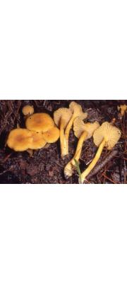 둥근꾀꼬리버섯 (Cantharellus tabernensis Feib. &amp; Cibula)