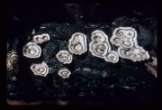 구멍집버섯 (Poronidulus conchifer (Schw.) Murr. > Trametes conchifer (Schw.) Pilát,  > Coriolus conchifer (Schw.) Cunn.)