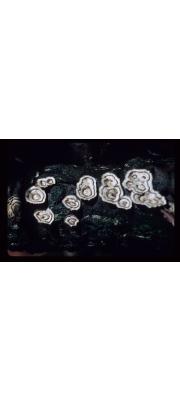구멍집버섯 (Poronidulus conchifer (Schw.) Murr. > Trametes conchifer (Schw.) Pilát,  > Coriolus conchifer (Schw.) Cunn.)