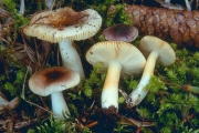 전나무무당버섯 (Russula abietina Peck)