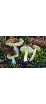 전나무무당버섯 (Russula abietina Peck)