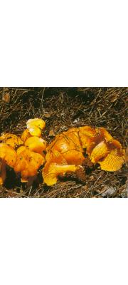 혹포자꾀꼬리버섯 (Cantharellus tuberculosporus Zang)