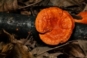 간버섯(주걱간버섯) (Pycnoporus cinnabarinus (Jacq.) Karst.)