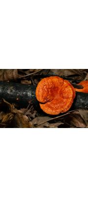 간버섯(주걱간버섯) (Pycnoporus cinnabarinus (Jacq.) Karst.)