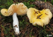 술잔무당버섯 (Russula acetolens Rauschert > Russula risigallina var. acetolens (Rausch.) Krglst.()