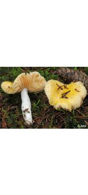 술잔무당버섯 (Russula acetolens Rauschert > Russula risigallina var. acetolens (Rausch.) Krglst.()