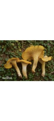 운남꾀꼬리버섯 (Cantharellus yunnanensis Chiu)