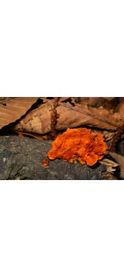 진홍색간버섯(간버섯) (Pycnoporus coccineus (Fr.) Bond. &amp; Sing.)
