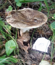 암색중심무당버섯 (Russula acrifolia Romagn.)