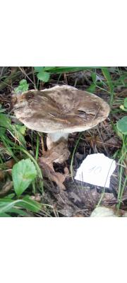 암색중심무당버섯 (Russula acrifolia Romagn.)