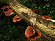 검정대밤가죽버섯(검정대겨울우산버섯, 검정대구멍장이버섯) (Royoporus badius (Pers.) A.B. De > Grifola badius  > Polyporus badius (Pers.) Schw.)