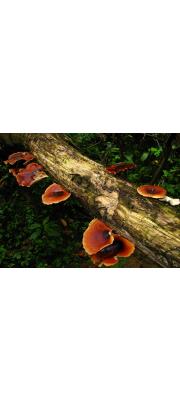 검정대밤가죽버섯(검정대겨울우산버섯, 검정대구멍장이버섯) (Royoporus badius (Pers.) A.B. De > Grifola badius  > Polyporus badius (Pers.) Schw.)