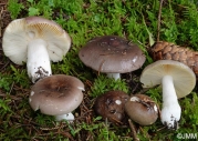 큰무당버섯 (Russula adulterina Secr.)