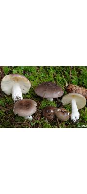 큰무당버섯 (Russula adulterina Secr.)