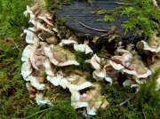 각질구멍버섯 (Skeletocutis amorpha (Fr.) Kotl. & Pouz.)