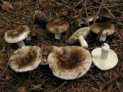 흑갈색무당버섯 (Russula adusta (Pers.) Fr.)